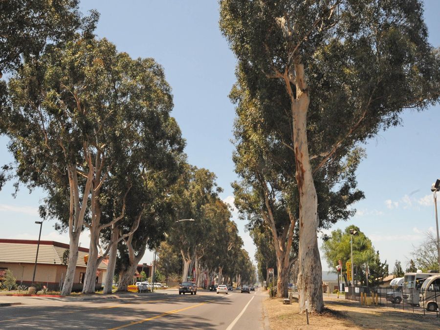The eucalyptus colonnade on Main Street in Ramona
